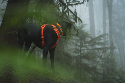 Dark dog exploring a misty forest trail wearing a Ruffwear Front Range Harness in Blaze Orange