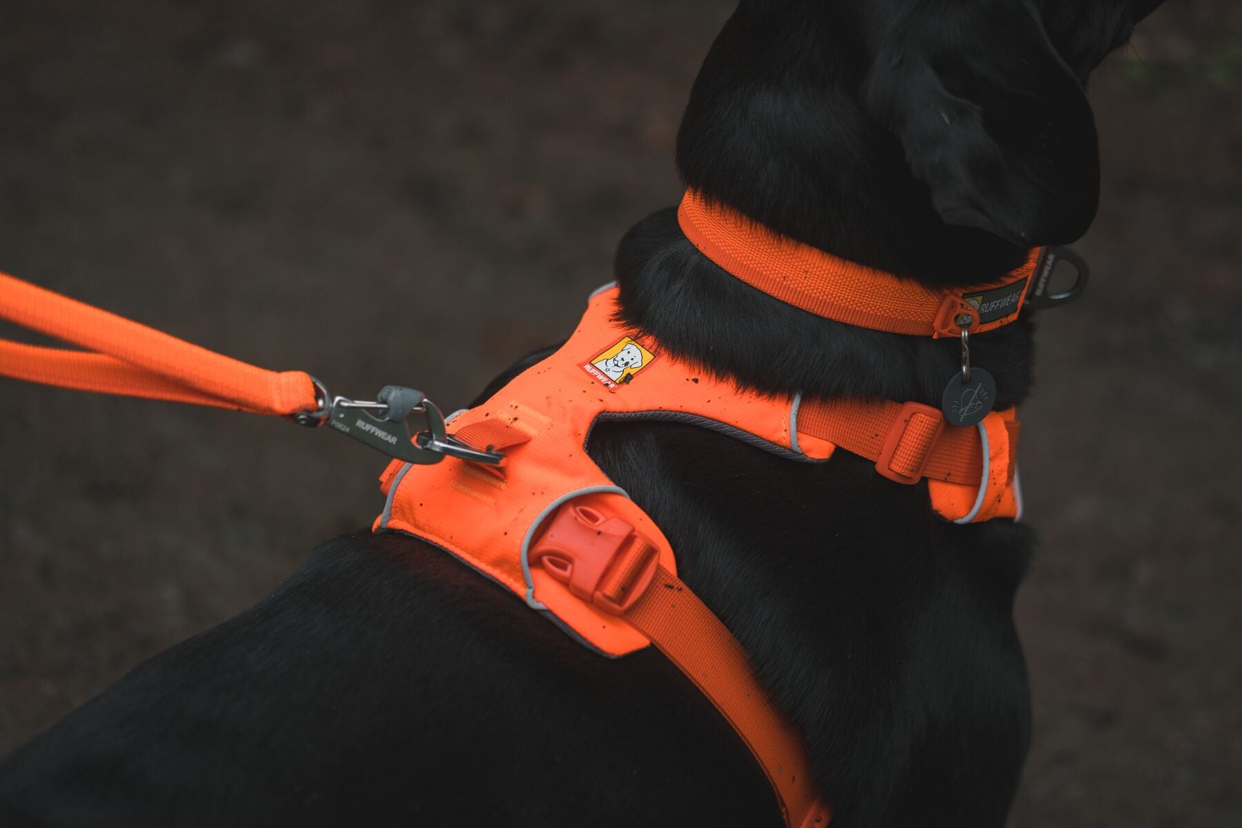 Close-up of the chest clip on a Ruffwear Front Range Harness in Blaze Orange on a black dog, with matching Front Range Collar and lead, shot in low light