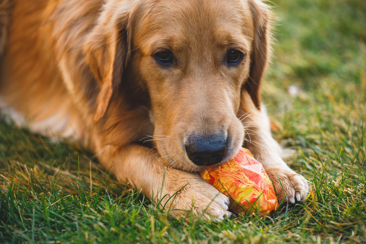 Golden retriever lying on grass holding the Ruffwear Gnawt-a-Cone toy in Salamander Orange between their paws, close-up detail of the natural latex texture
