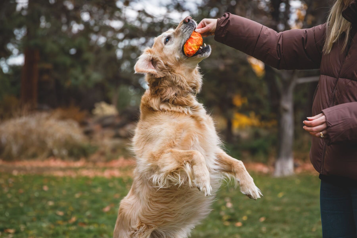 Golden retriever jumping up to take the Ruffwear Gnawt-a-Cone toy in Salamander Orange from an owner's hand, autumn park setting with Ponderosa pines in the background