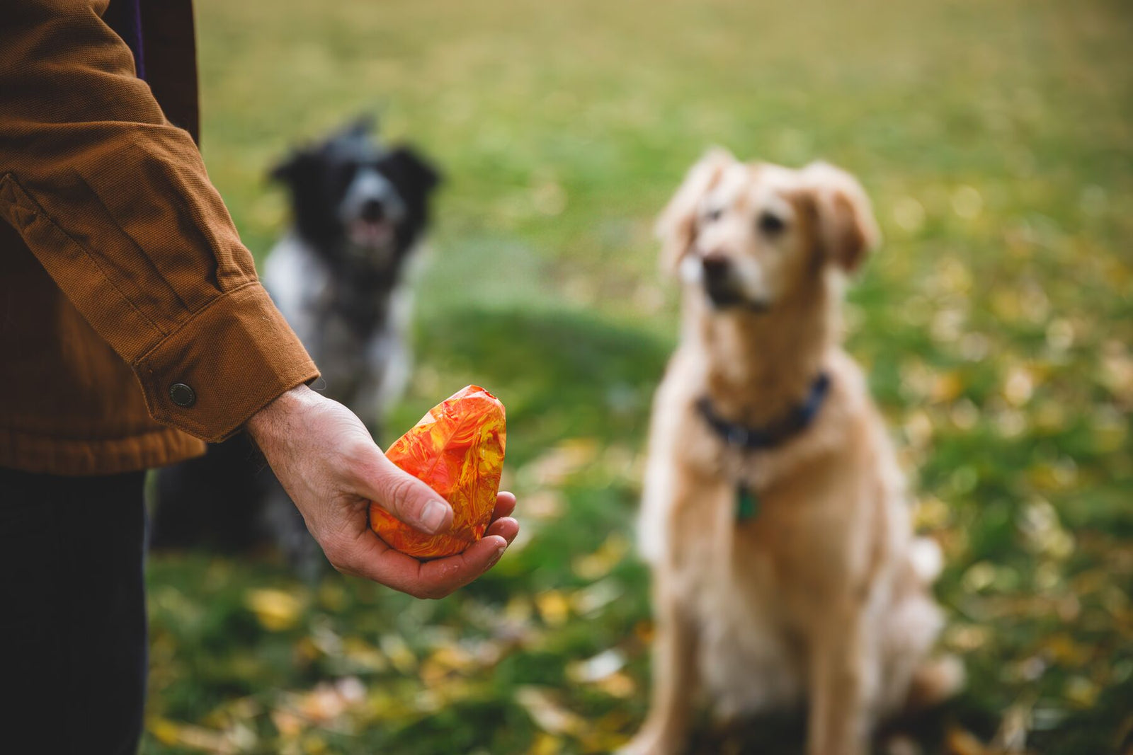 Owner holding the Ruffwear Gnawt-a-Cone toy in Salamander Orange while a golden retriever and a border collie wait attentively in an autumn park
