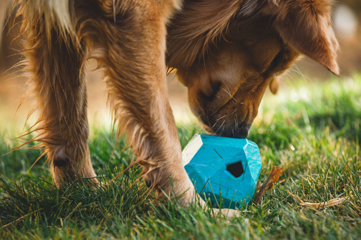 Golden retriever nosing the Ruffwear Gnawt-a-Rock in Glacial Blue through grass in golden afternoon light, working the treat-dispensing puzzle feeder