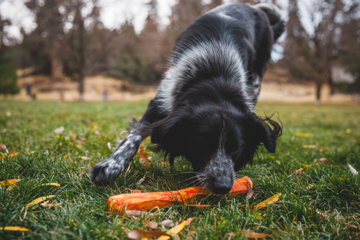 Black and white border collie nosing the Ruffwear Gnawt-a-Stick in Salamander Orange on autumn grass, leaves scattered on the ground
