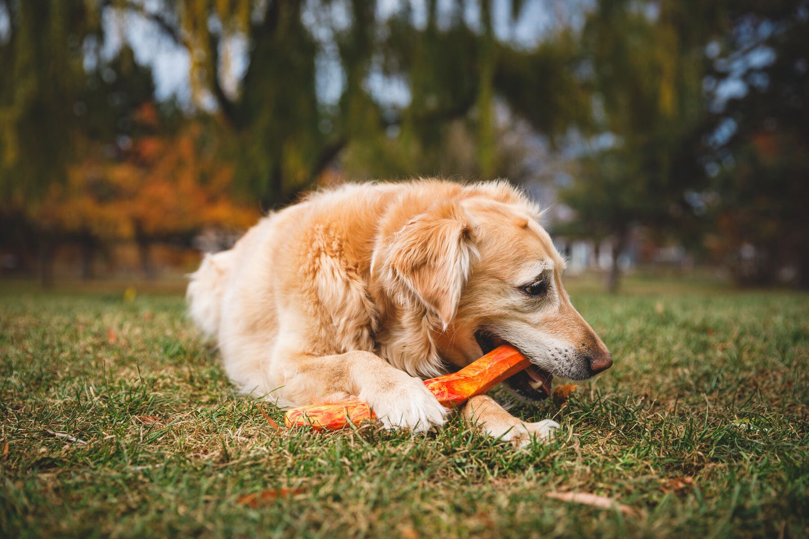 Golden retriever lying on autumn grass carefully mouthing the Ruffwear Gnawt-a-Stick in Salamander Orange, tall trees in the background