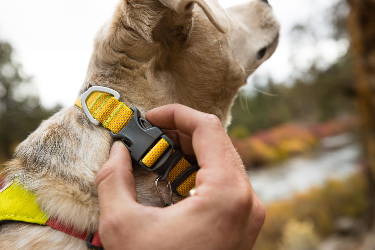 Ruffwear Hi &amp; Light dog collar buckle being fastened by hand outdoors