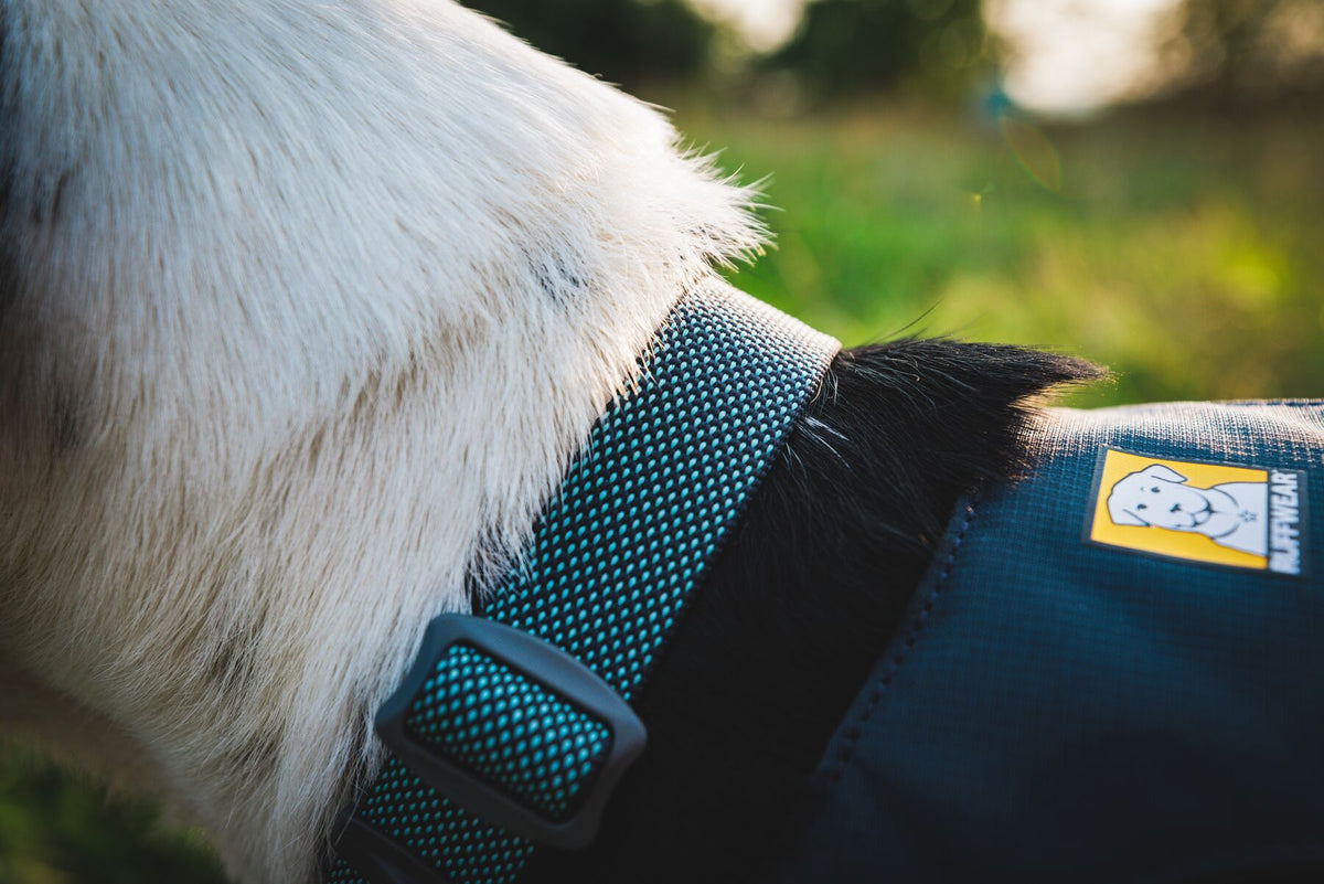 Ruffwear Hi &amp; Light dog collar in Basalt Grey outdoors
