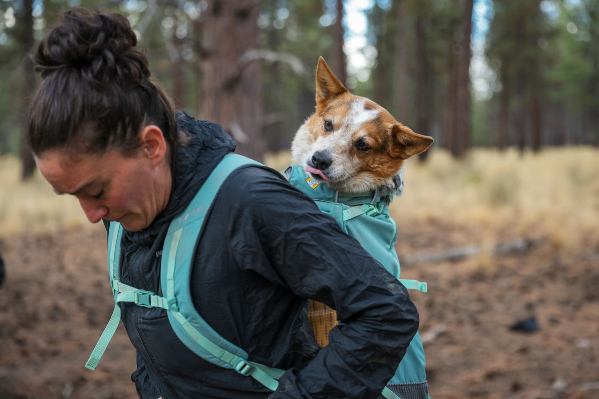 Woman leaning forward on a woodland trail with a red and white dog riding in the Ruffwear Hitch Hiker dog backpack carrier in River Rock Green, dog facing forward and alert, pine trees and dry grassland stretching behind them
