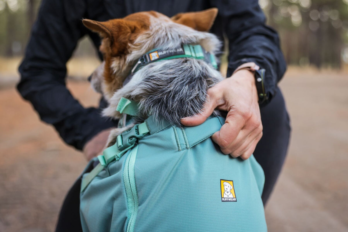 Close-up of hands securing the integrated harness straps on a red and white dog sitting inside the Ruffwear Hitch Hiker dog backpack carrier in River Rock Green, Ruffwear logo badge visible on the pack, blurred woodland behind