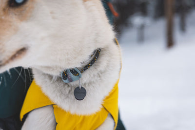 Close-up of dog wearing Ruffwear Knot-a-Collar in Obsidian Black with a Ruffwear Vert Jacket in Mineral Yellow, in snowy backcountry conditions