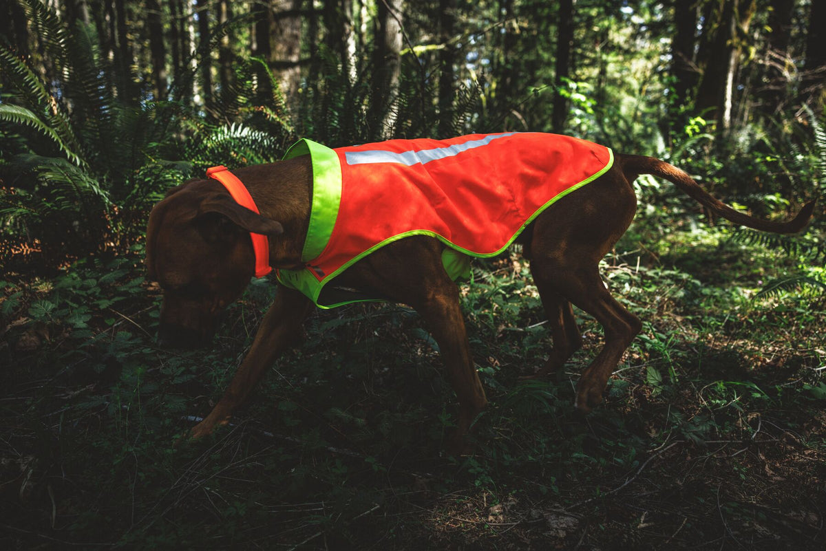 Dark-coated dog exploring woodland undergrowth wearing Ruffwear Lumenglow High-Vis Vest in Blaze Orange — hi-vis dog vest for off-lead walks in rough terrain