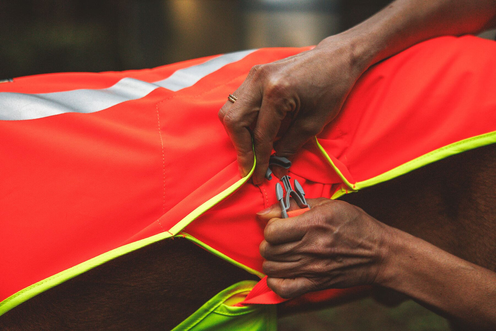 Close-up of hands fastening the side-release buckle on the Ruffwear Lumenglow High-Vis Vest in Blaze Orange — easy on and off high-vis dog vest
