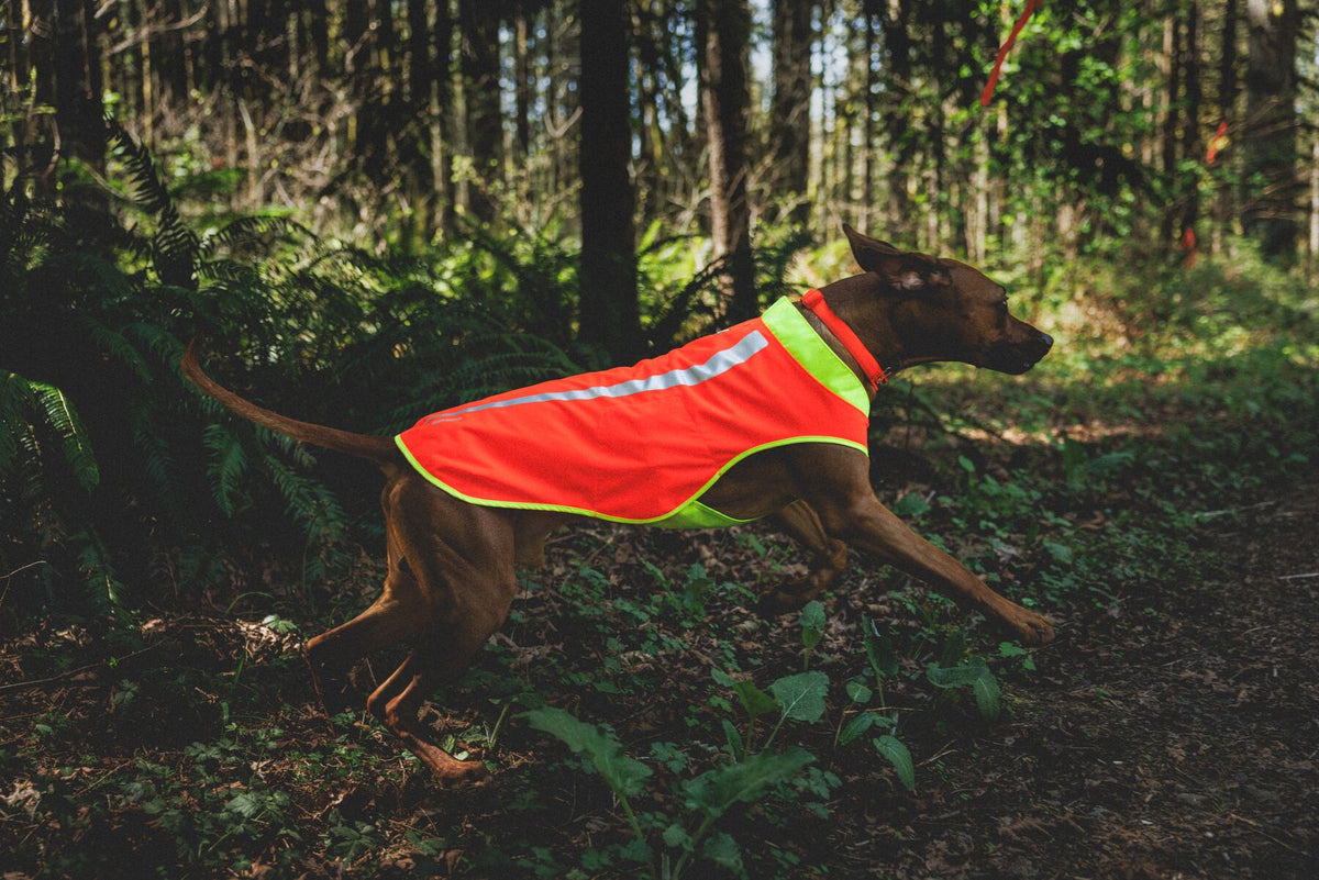 Dark-coated dog running through woodland wearing Ruffwear Lumenglow High-Vis Vest in Blaze Orange — hi-vis dog vest for off-lead running and low-light visibility