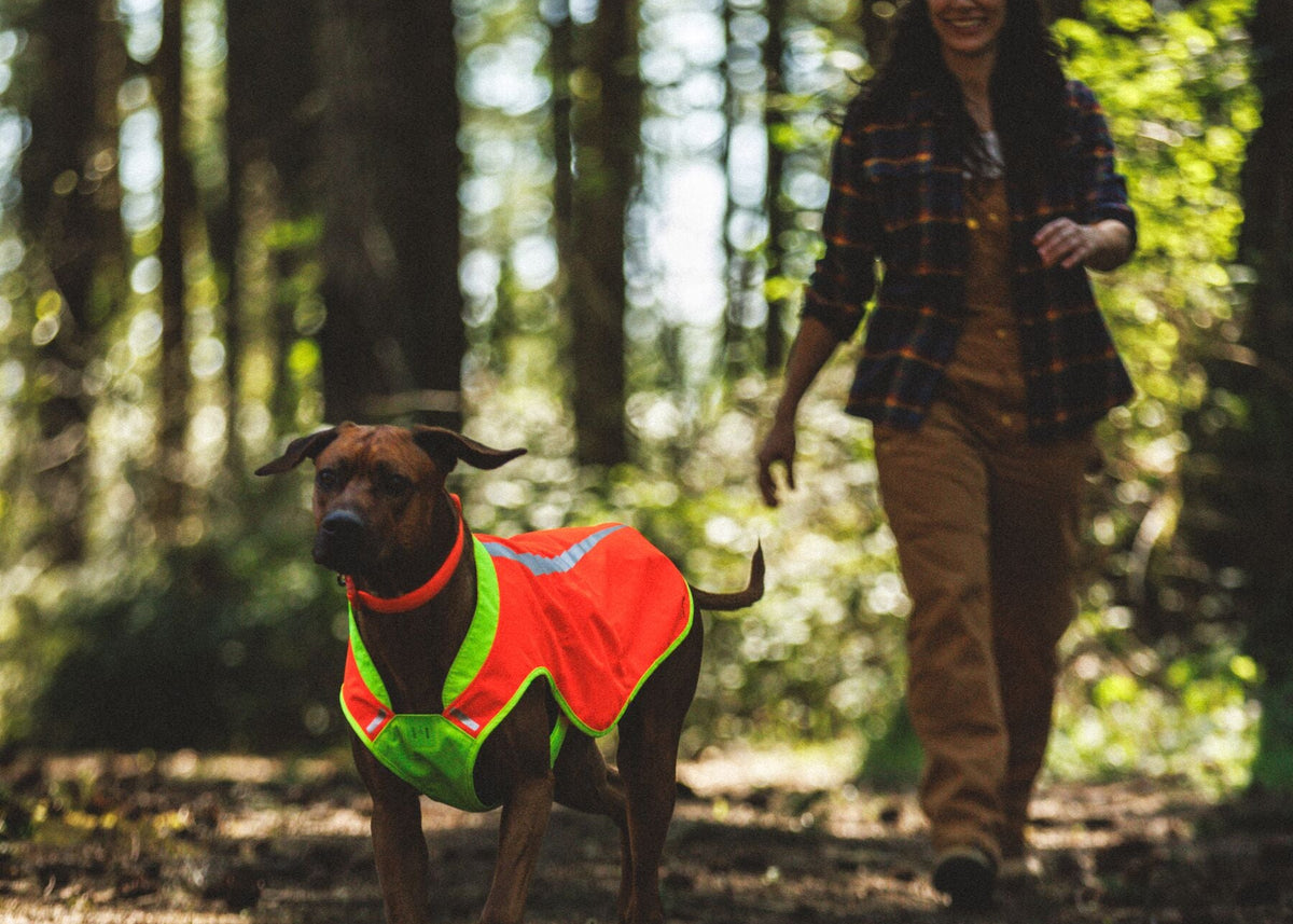 Dark-coated dog walking ahead of owner through woodland wearing Ruffwear Lumenglow High-Vis Vest in Blaze Orange — high-visibility dog vest for woodland walks and off-lead safety