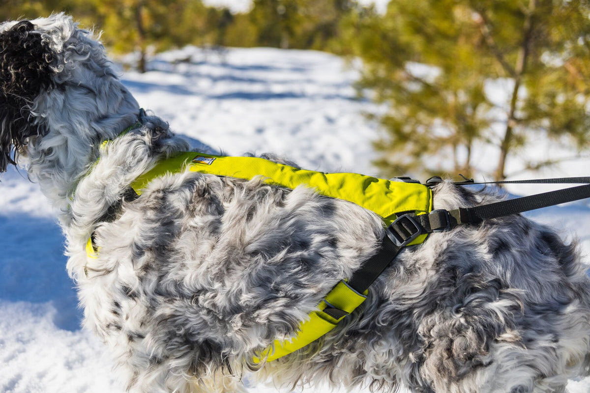 Close-up of a blue merle English setter wearing the Ruffwear Omnijore joring harness in Lichen Green in a snowy landscape, showing the padded back panel, adjustment buckles, and tow attachment point with towline extending behind