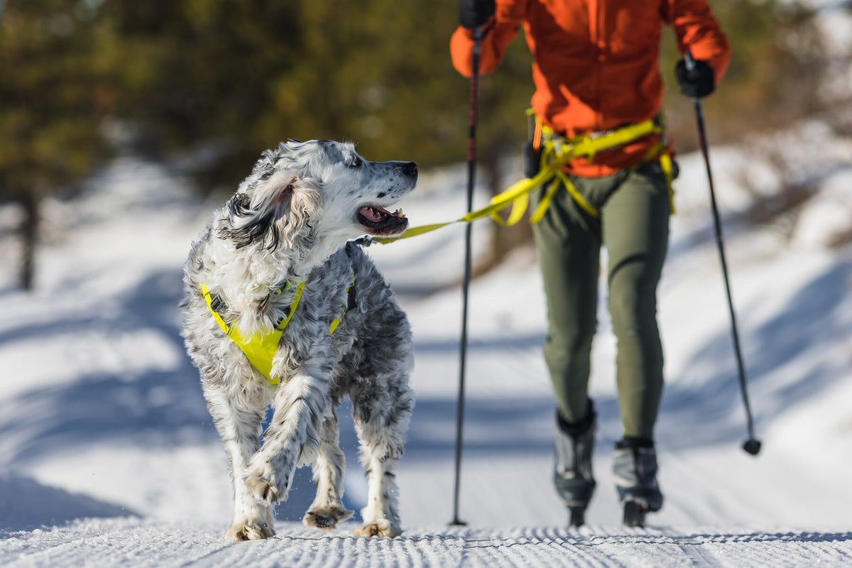 Blue merle English setter wearing the Ruffwear Omnijore joring harness in Lichen Green pulling a cross-country skier in an orange jacket along a snowy trail, Wavelength towline taut between them, pine trees in the background