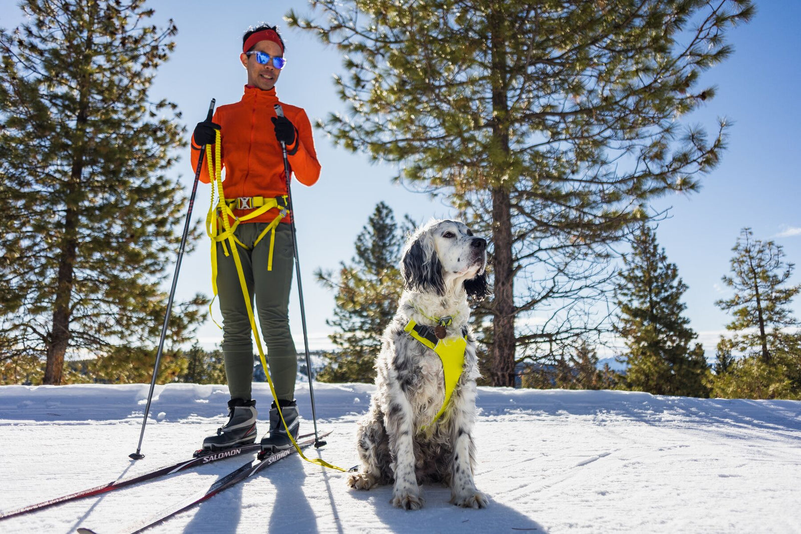 Blue merle English setter wearing the Ruffwear Omnijore joring harness in Lichen Green sitting on a snowy trail beside a cross-country skier in an orange jacket and blue sunglasses, Wavelength towline connecting them, tall pine trees and clear blue sky behind