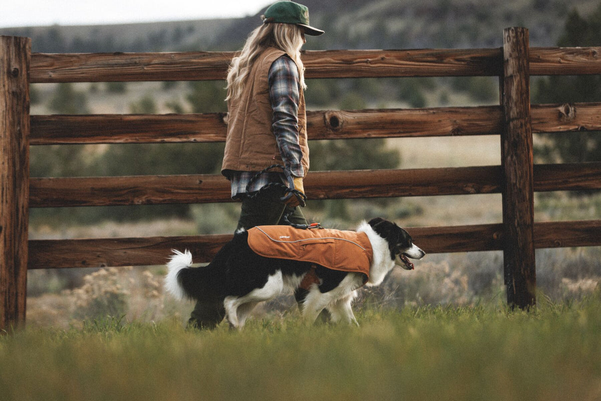 Border collie walking beside owner on grass farmland wearing Ruffwear Overcoat Fuse insulated dog harness vest in Brown Bear - warm winter dog coat with built-in harness for cold weather walks and outdoor adventures