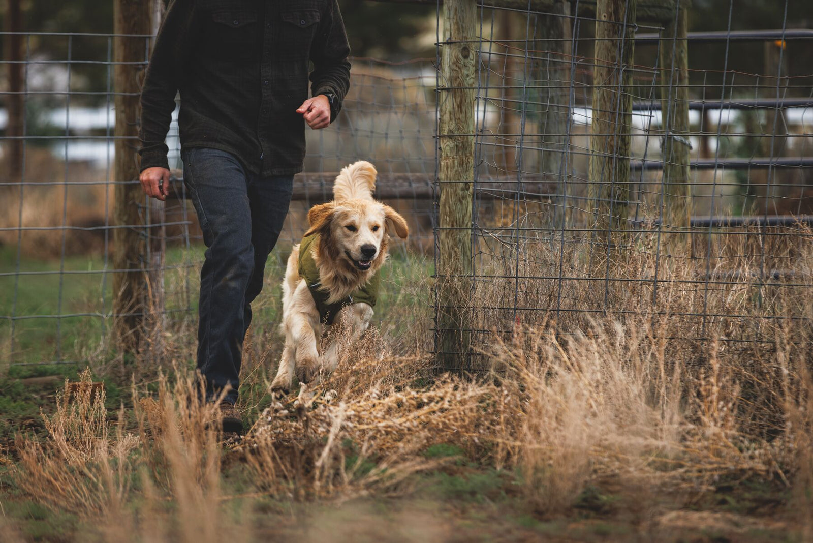 Golden retriever running through rough grassland wearing Ruffwear Overcoat Fuse insulated dog harness vest in Cedar Green - built-in harness dog coat for autumn and winter walks and outdoor adventures