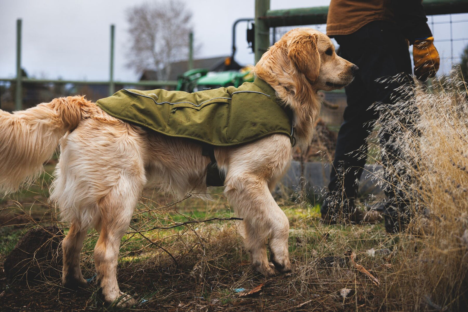 Golden retriever wearing Ruffwear Overcoat Fuse insulated dog harness vest in Cedar Green, standing in rough winter undergrowth - waterproof insulated dog coat with built-in harness for all-weather walks