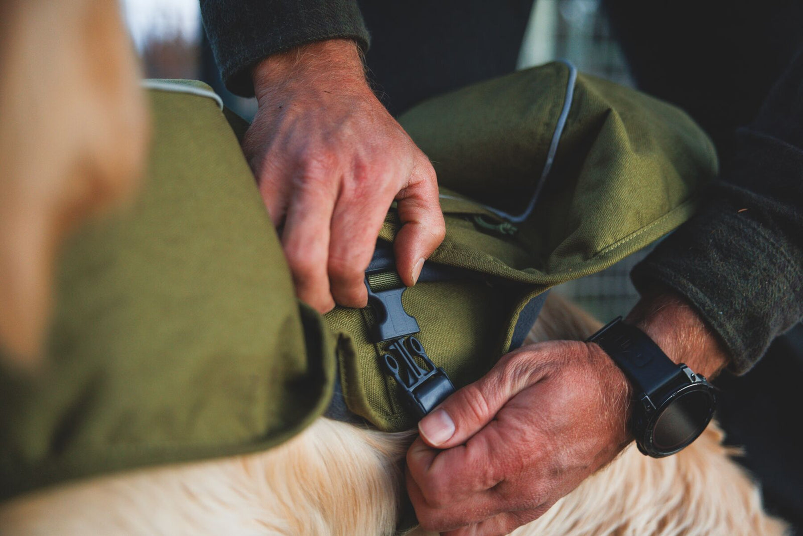Close-up of owner fastening side-release buckle on Ruffwear Overcoat Fuse insulated dog harness vest in Cedar Green - quick and easy on and off for cold weather dog walks