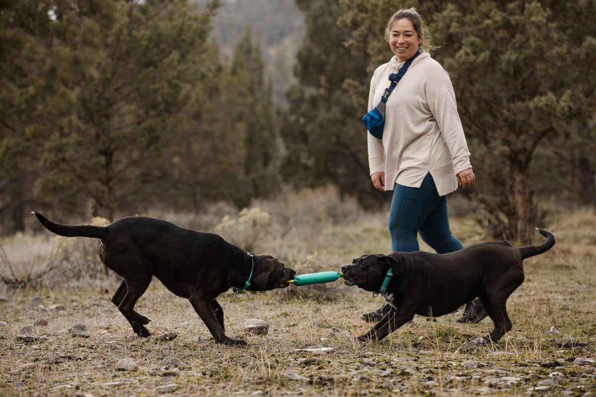 Two black Labradors playing tug together with the Ruffwear Pacific Loop toy in Aurora Teal, smiling owner watching on in a sparse pine woodland