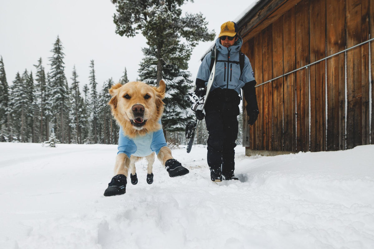 Golden Retriever running through deep snow wearing Ruffwear Polar Trex Winter Dog Boots and Powder Hound Jacket in Polar Blue, with owner snowshoeing in background among snow-covered pine trees
