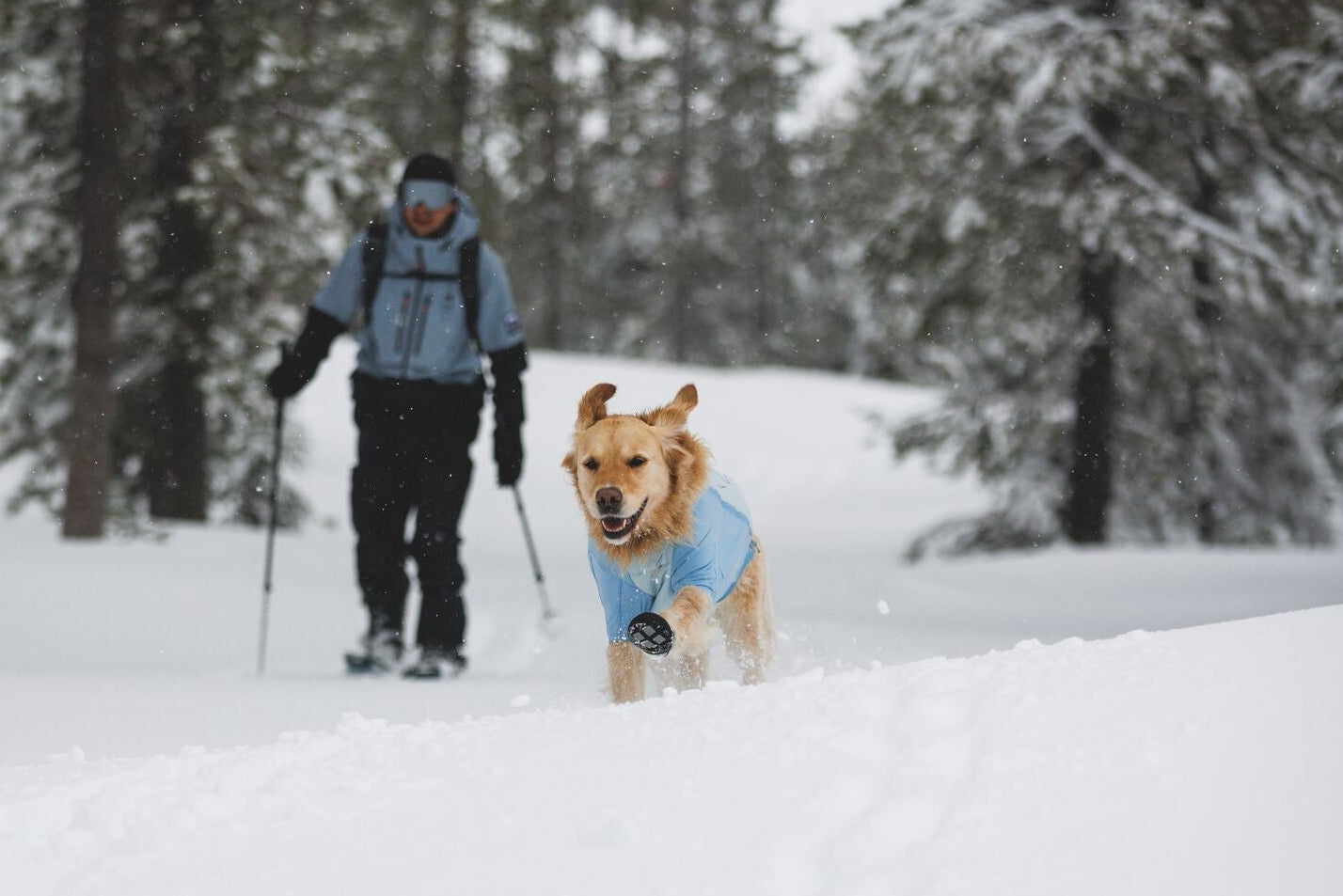 Golden Retriever running through deep snow wearing Ruffwear Polar Trex Winter Dog Boots and Powder Hound Jacket in Polar Blue, owner snowshoeing through snow-covered pine forest in background