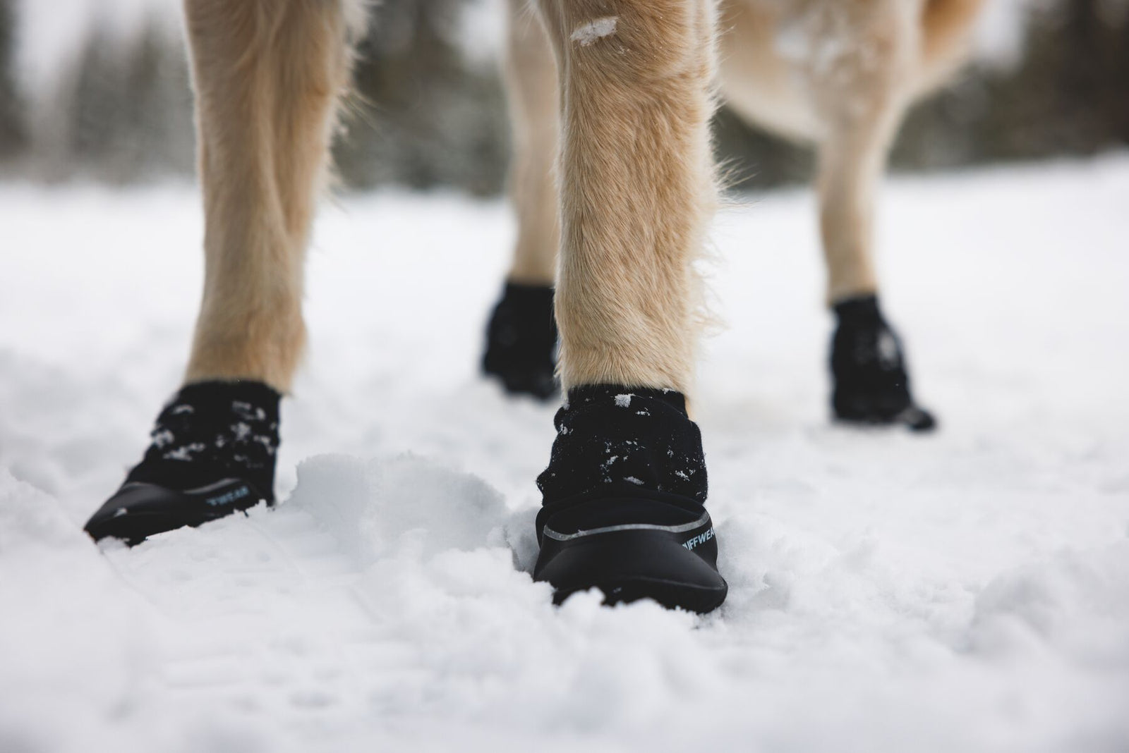 Close-up of Golden Retriever's paws wearing Ruffwear Polar Trex Winter Dog Boots walking through deep snow, showing all four boots fitted and reflective trim detail