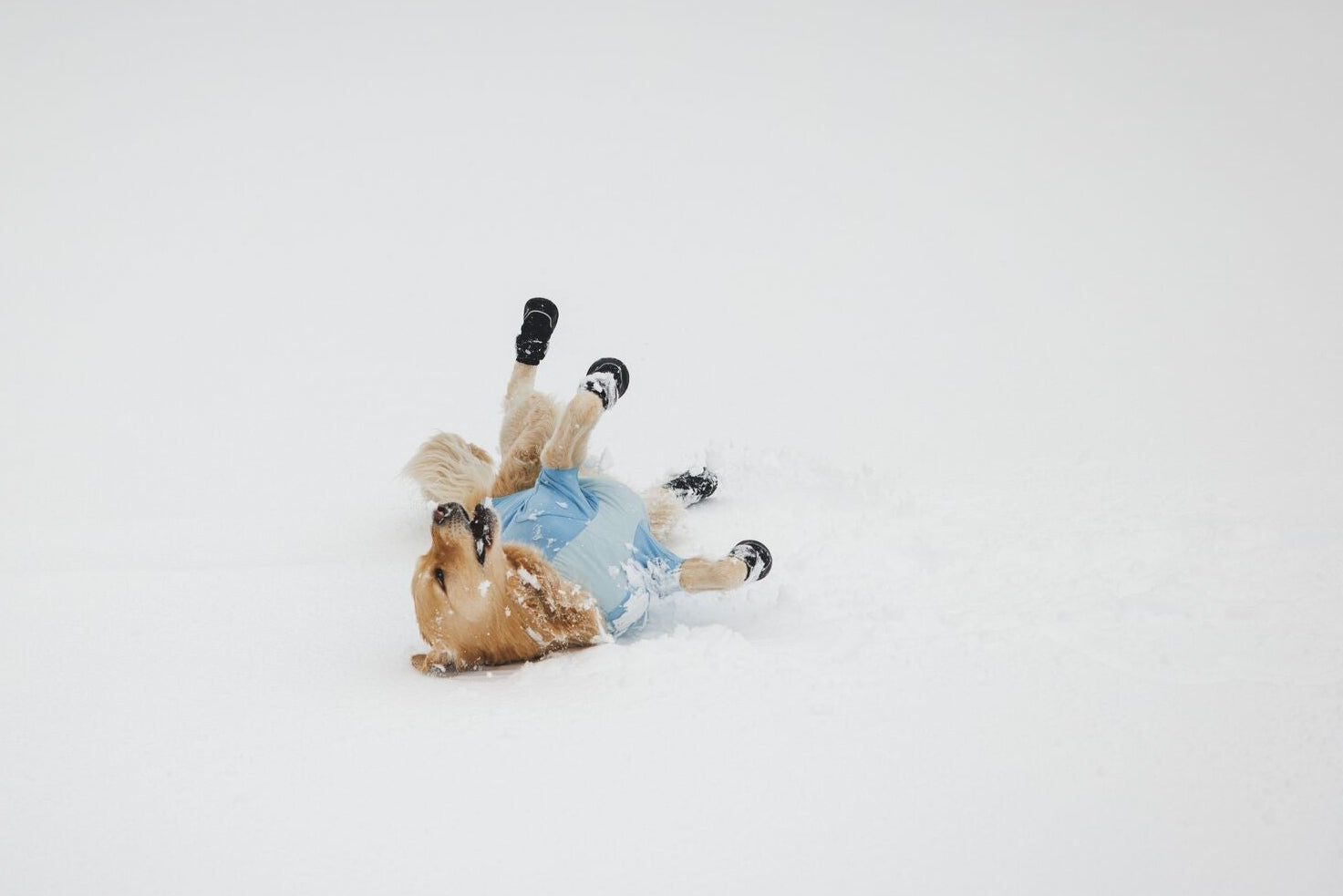 Golden Retriever rolling joyfully in deep snow wearing Ruffwear Polar Trex Winter Dog Boots and Powder Hound Jacket in Polar Blue, all four boots remaining securely fitted
