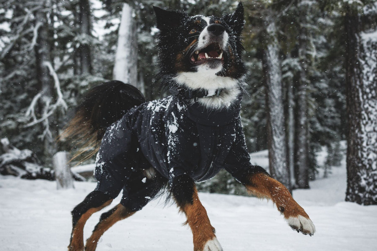 A black and tan dog wearing the Ruffwear Powder Hound Coverall in Obsidian Black runs through deep snow in a pine forest, mouth open, snow flying - full body in motion showing the coverall's full-length coverage across the legs and body.
