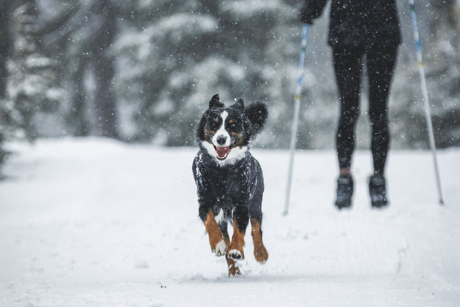 A black and tan dog wearing the Ruffwear Powder Hound Coverall in Obsidian Black runs towards the camera through heavy snowfall, mouth open and ears flying - owner on skis visible behind them, snow-covered trees in the background.