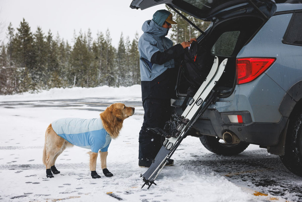 A golden retriever wearing the Ruffwear Powder Hound Jacket in Polar Blue and Polar Trex boots stands in a snowy car park while their owner loads ski gear from the boot of a car.
