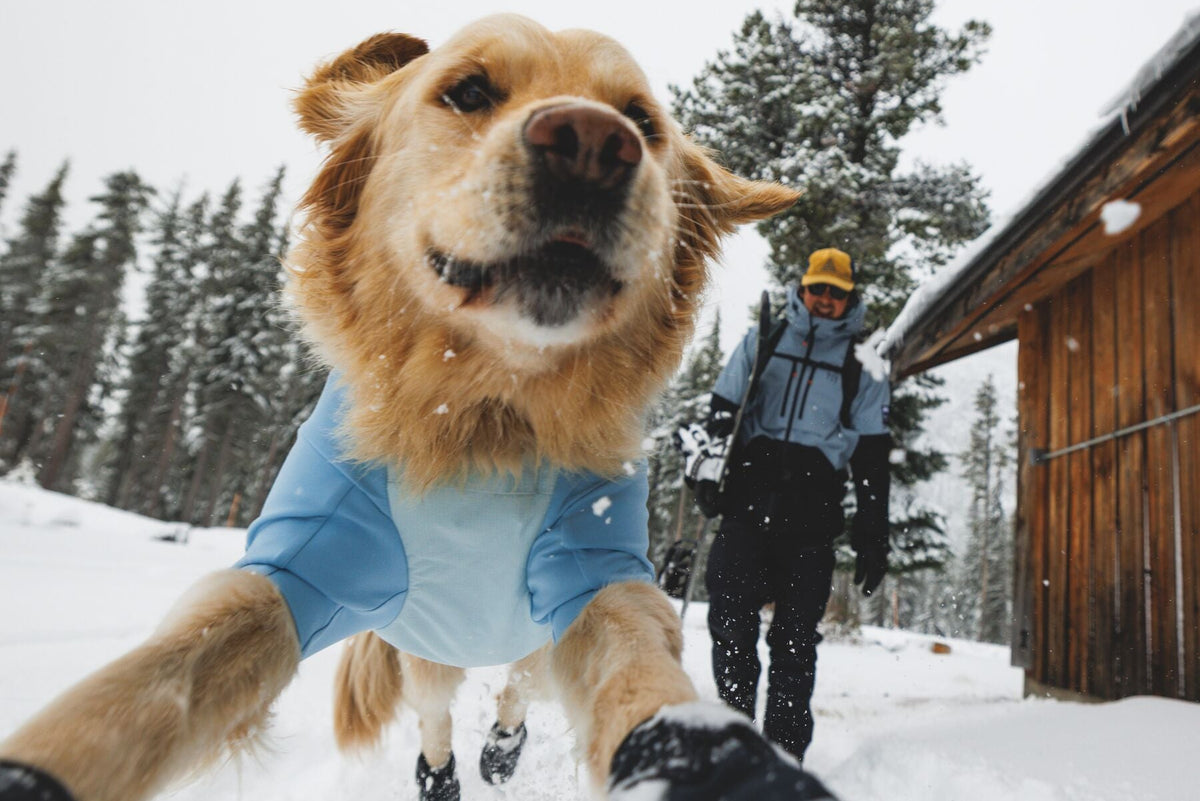 A golden retriever wearing the Ruffwear Powder Hound Jacket in Polar Blue and Polar Trex boots runs towards the camera in deep snow, owner following behind through a winter forest.