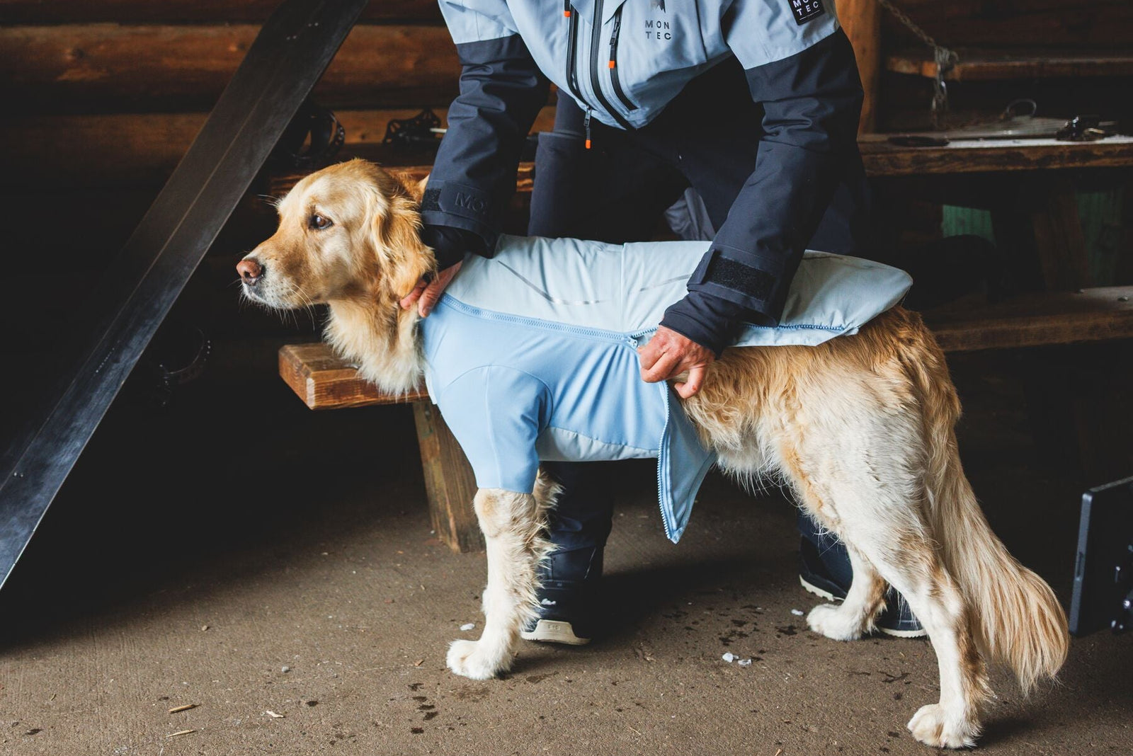 A person kneeling beside a golden retriever in a barn or shelter, fitting the Ruffwear Powder Hound Jacket in Polar Blue - showing the full side profile of the jacket, sleeve coverage, and how it fits over the dog's body.