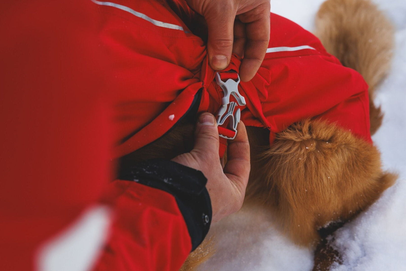 Ruffwear Powder Hound Waterproof Insulated Vest in Red Currant - close-up of a handler fastening the ITW Nexus Waveloc side-release buckle on a golden retriever in the snow at Mt Hood. 