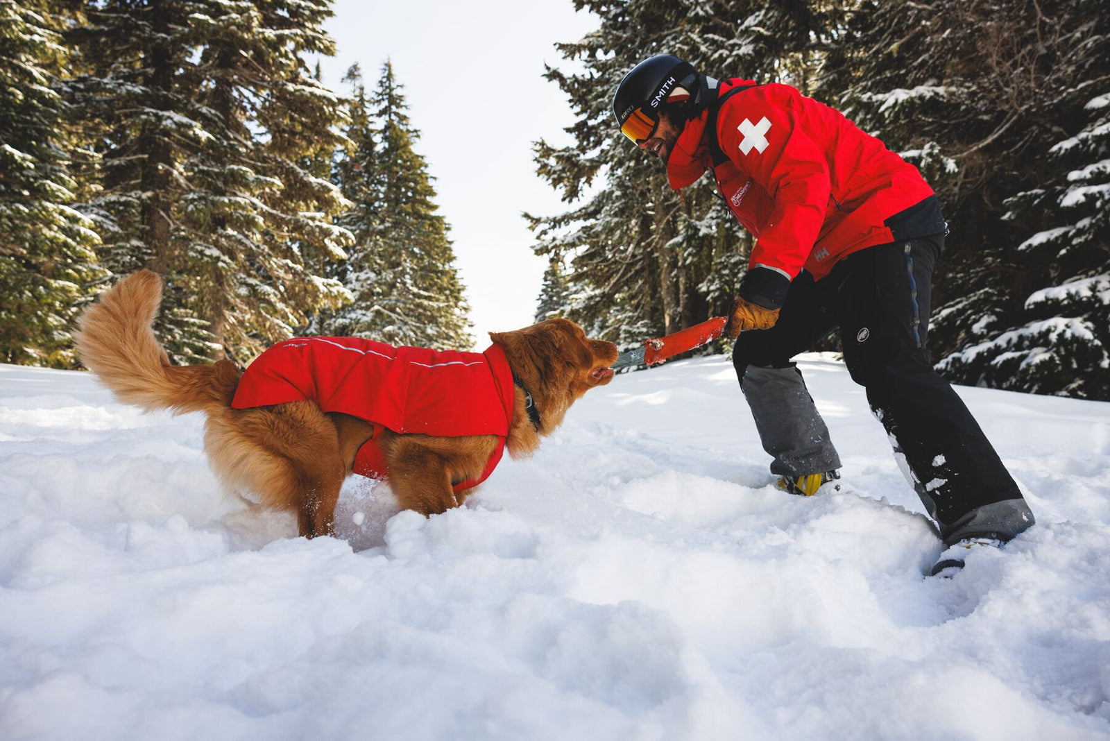 Ruffwear Powder Hound Waterproof Insulated Vest in Red Currant - a golden retriever bounds through deep snow wearing the vest, alongside a handler in matching red ski patrol gear among snow-covered pine trees at Mt Hood.
