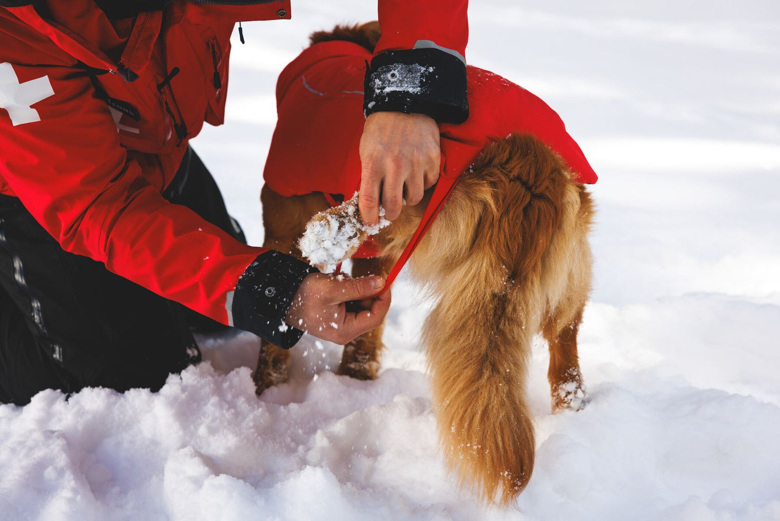Ruffwear Powder Hound Waterproof Insulated Vest in Red Currant - a handler crouches in deep snow to fasten the stretch leg loops on a golden retriever wearing the vest, at Mt Hood. 