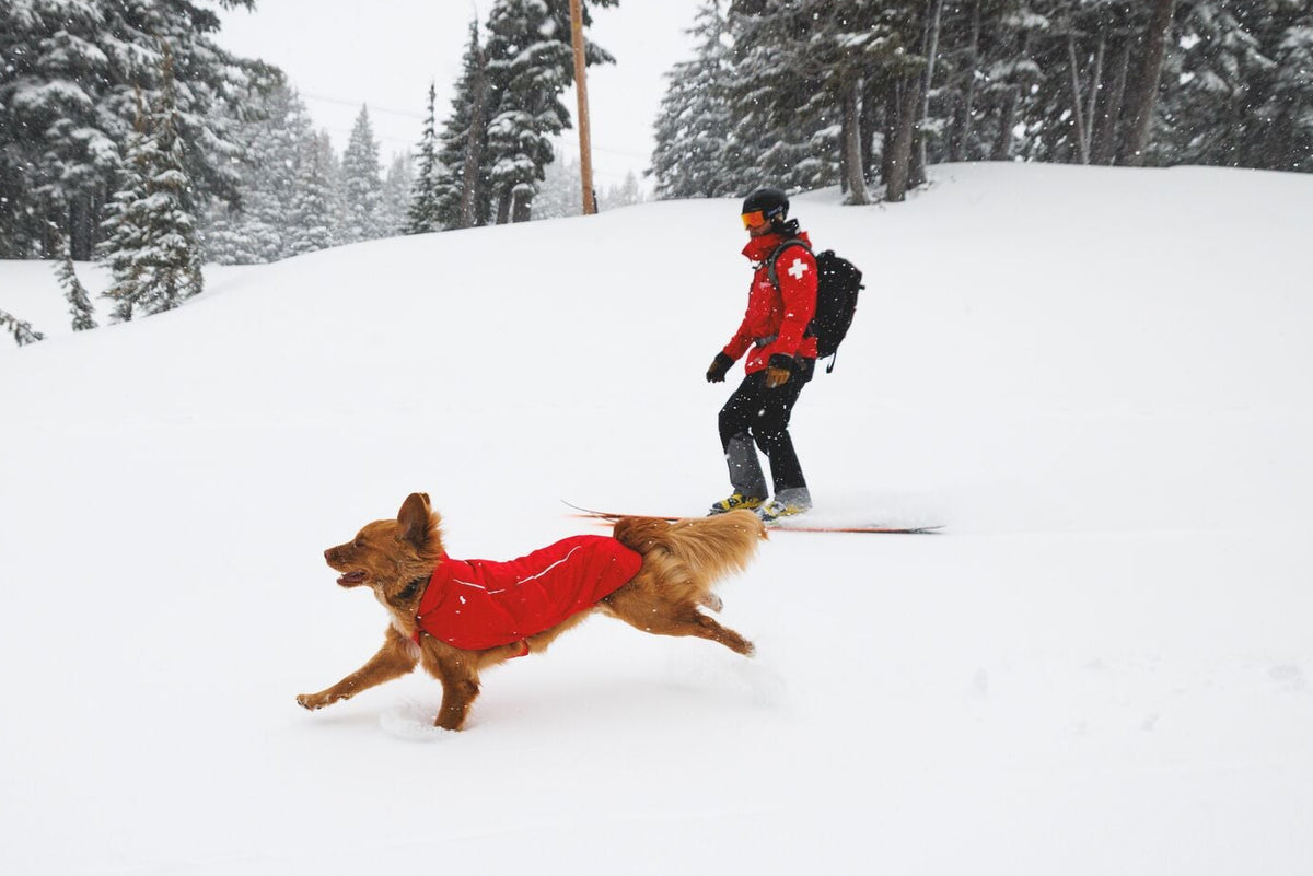 Ruffwear Powder Hound Waterproof Insulated Vest in Red Currant — a golden retriever runs full stride through fresh snow wearing the vest, with a handler in ski patrol gear on a snowboard behind them on a snowy slope at Mt Hood.