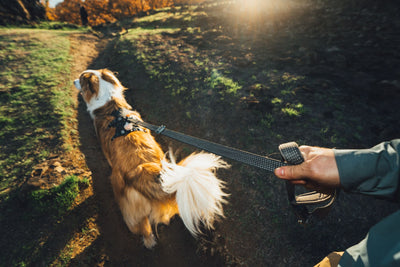 Ruffwear Ridgeline Lead held hand-held on a trail walk with a golden and white dog wearing a Ruffwear harness, golden hour sunlight through trees