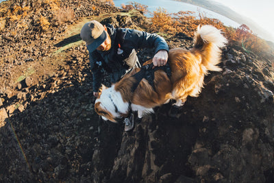 Hiker using the padded handle to guide a golden and white dog wearing the Ruffwear Ridgeline harness in Obsidian Black over rocky terrain, with open water and autumn hillside in the background