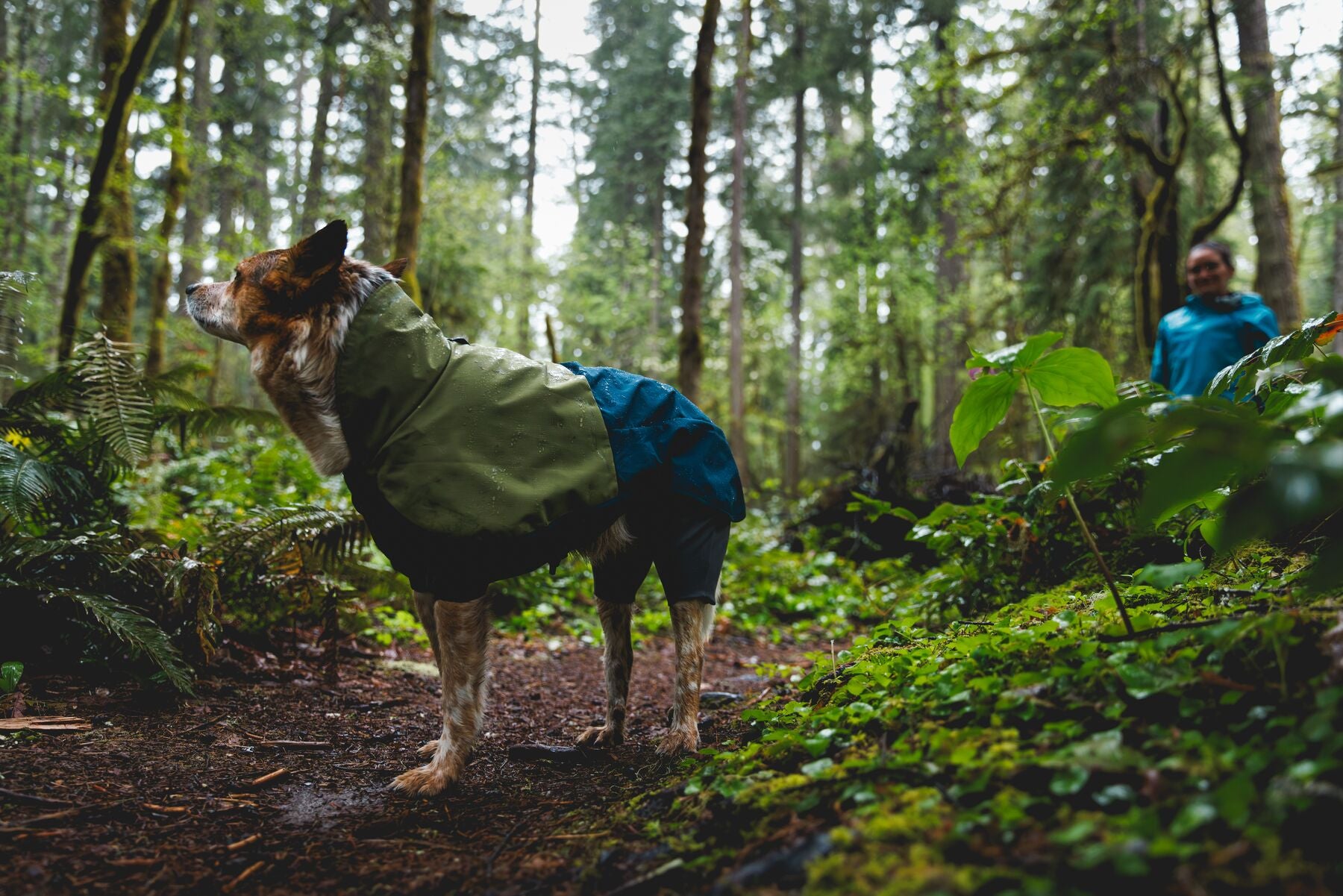 Dog wearing Ruffwear Sun Shower Coverall on a forest trail