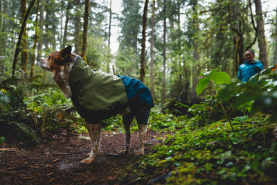 Dog wearing Ruffwear Sun Shower Coverall on a forest trail