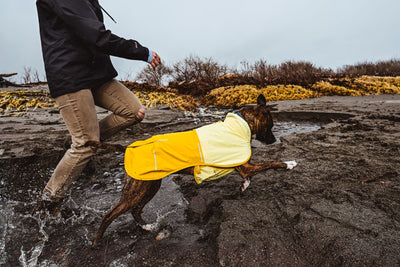 Dog wearing Ruffwear Sun Shower Jacket in Mineral Yellow on rocky coastal terrain