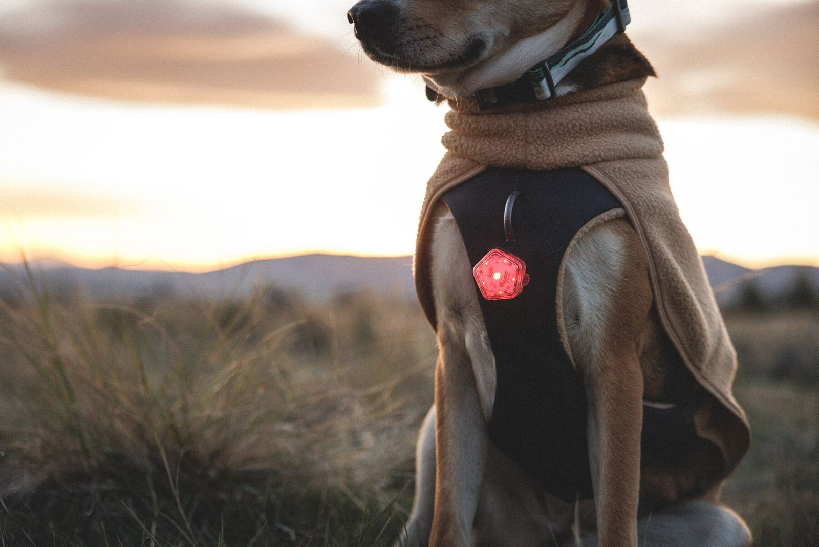 Dog standing in open grassland at dusk wearing Ruffwear Timberline Fuse fleece vest in Driftwood with Beacon safety light attached - built-in harness fleece dog coat for early season walks and low-light visibility