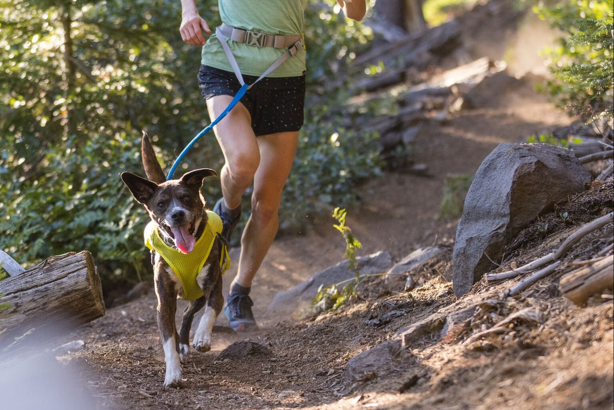 Dark brindle dog running along a sunlit woodland trail wearing the Ruffwear Trail Runner Running Vest in Lichen Green, handler running alongside on a blue lead, dappled light through the trees