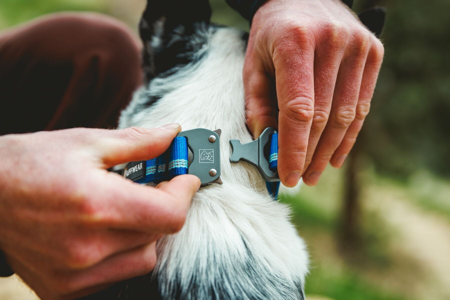 Hands adjusting the Talon Buckle on a long haired dog wearing the Ruffwear Top Rope Dog Collar in Blue Pool outdoors