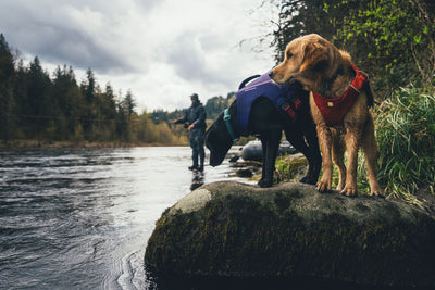 Two dogs by a river - wearing the Ruffwear Float Coat standing in the water, rock in the foreground, person fly fishing in the background.