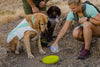 Ruffwear Camp Flyer Frisbee Floating Dog Toy | Barks & Bunnies