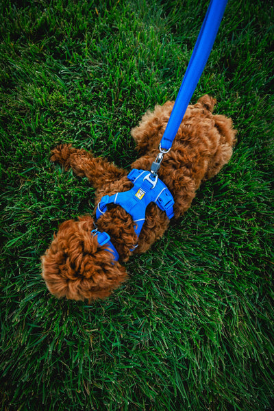 Ruffwear Front Range Harness Front Clip Dog Harness | Barks & Bunnies