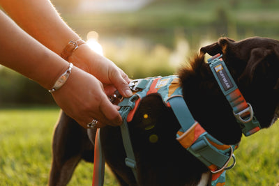 Ruffwear Front Range Dog Collar, Durable Dog Collar | Barks & Bunnies